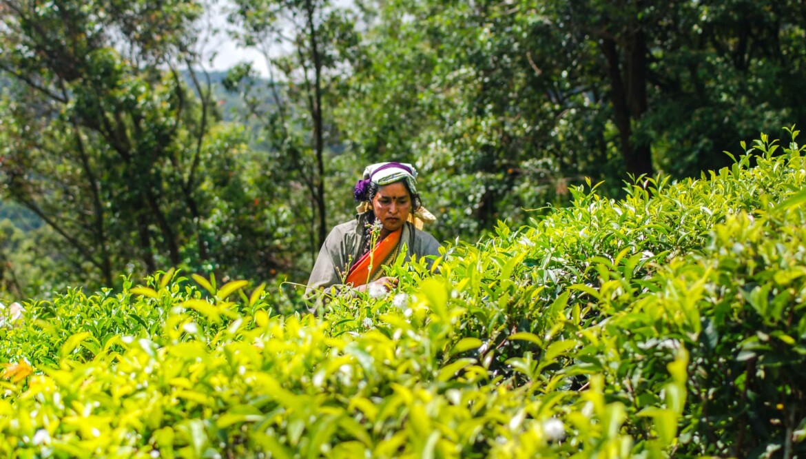 Nuwara Eliya Tour – 2 Days