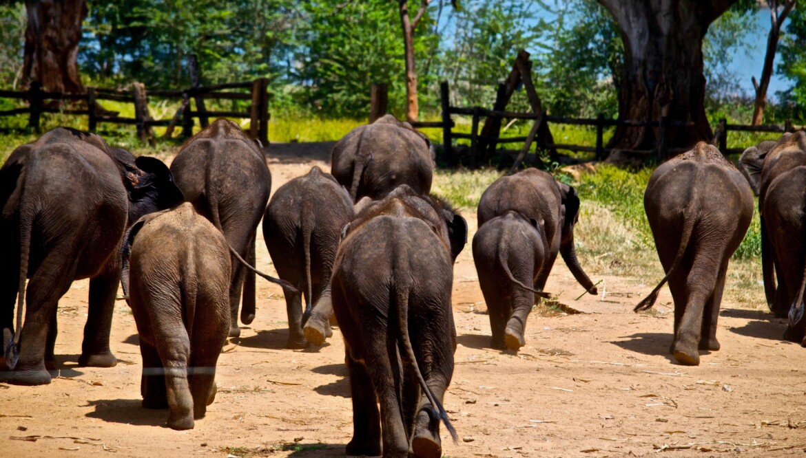 Udawalawe National Park Safari – 1 Day