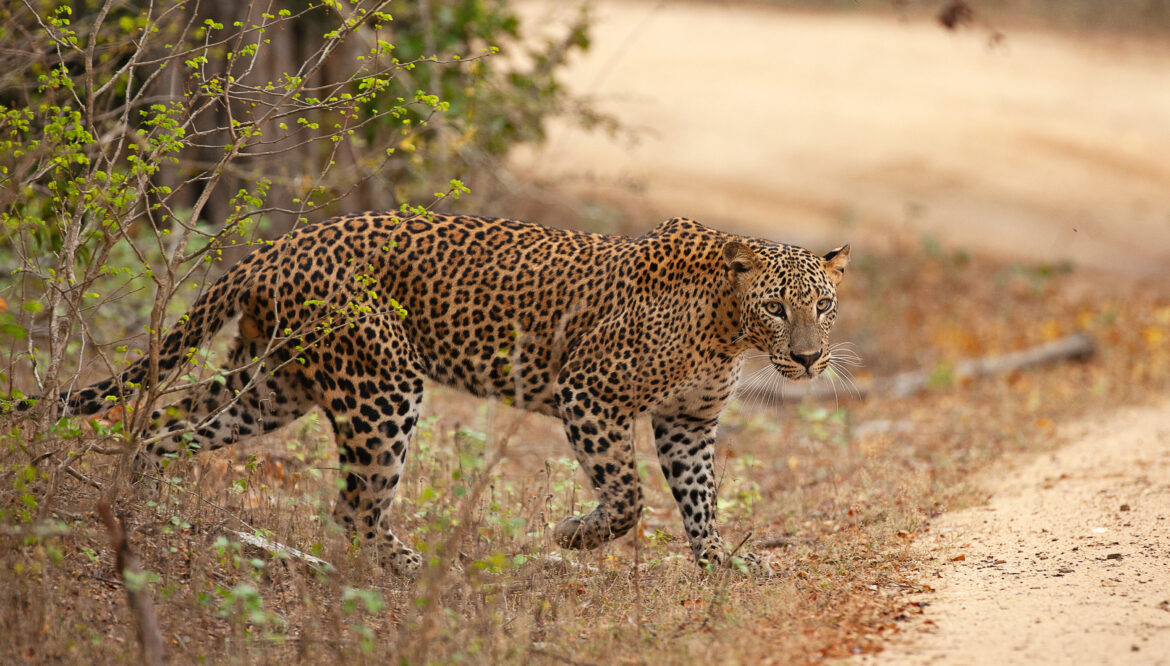 Ella & Yala National Park 2 Days