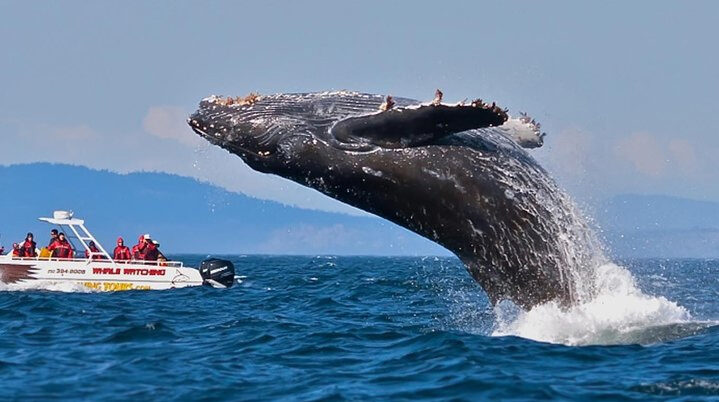 Misissa Whales Watching Tour